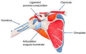 anatomie-epaule-face-humerus-omoplate-clavicule-ICMOP