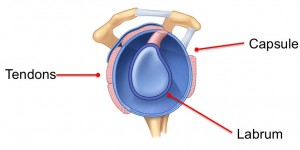 luxation-epaule-omoplate-glene-labrum-tendons-coiffe-rotateurs-capsule