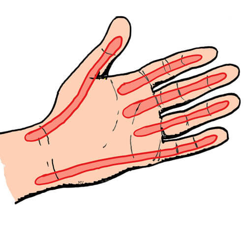 Gaines des tendons fléchisseurs (en rouge)